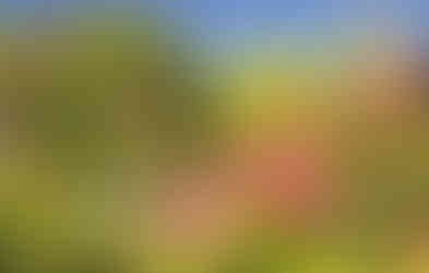 Christchurch botanic garden in full summer bloom, roses galore