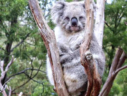 Koala at the Kennett River, Great Ocean Road