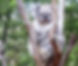 Where to See Koalas in Australia (Best Places + Tips)