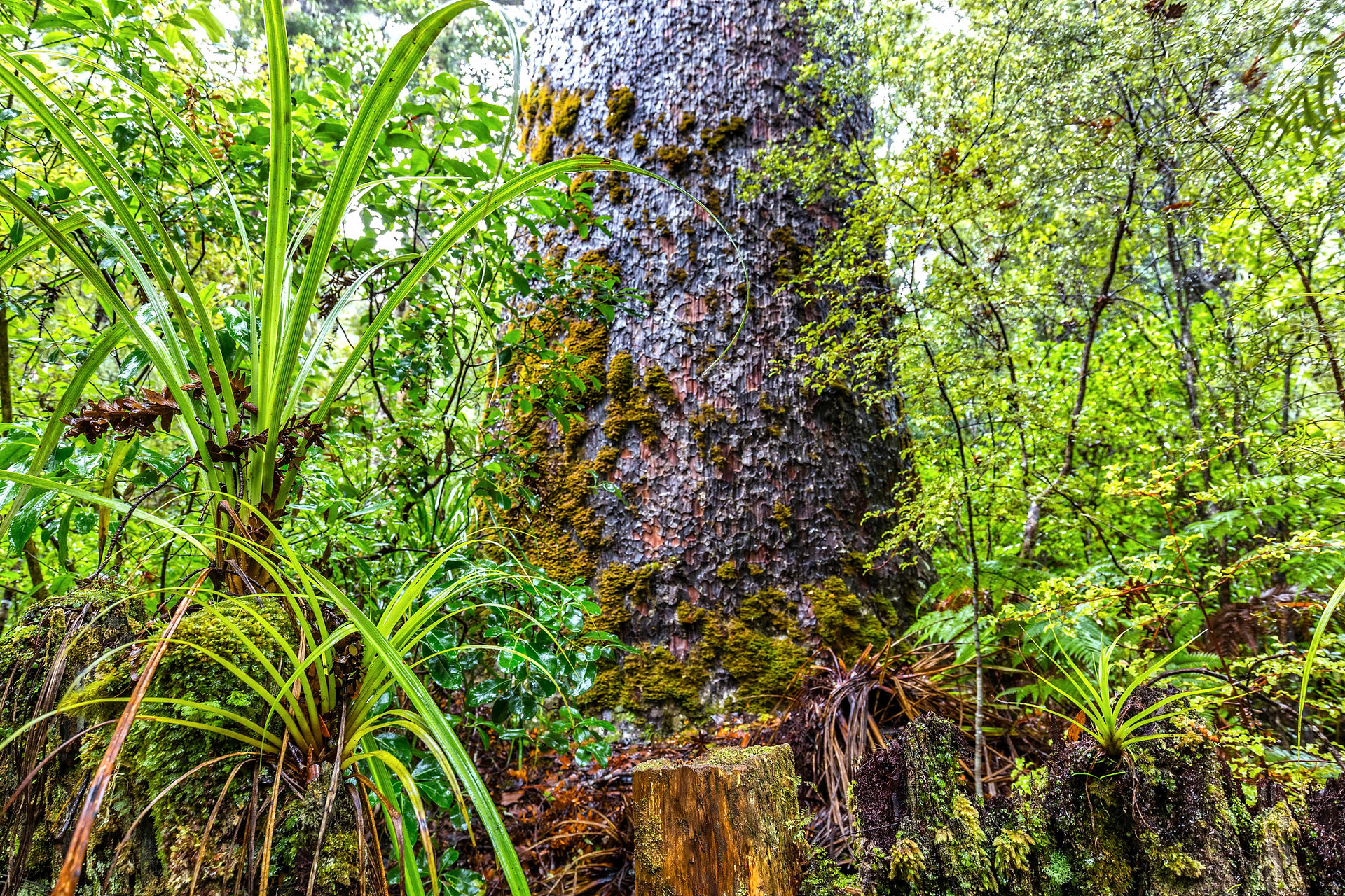 Kauri grove, Coromandel Peninsula