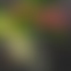 The Australia Foodie Archive: The 2026 Continental Parent Guide