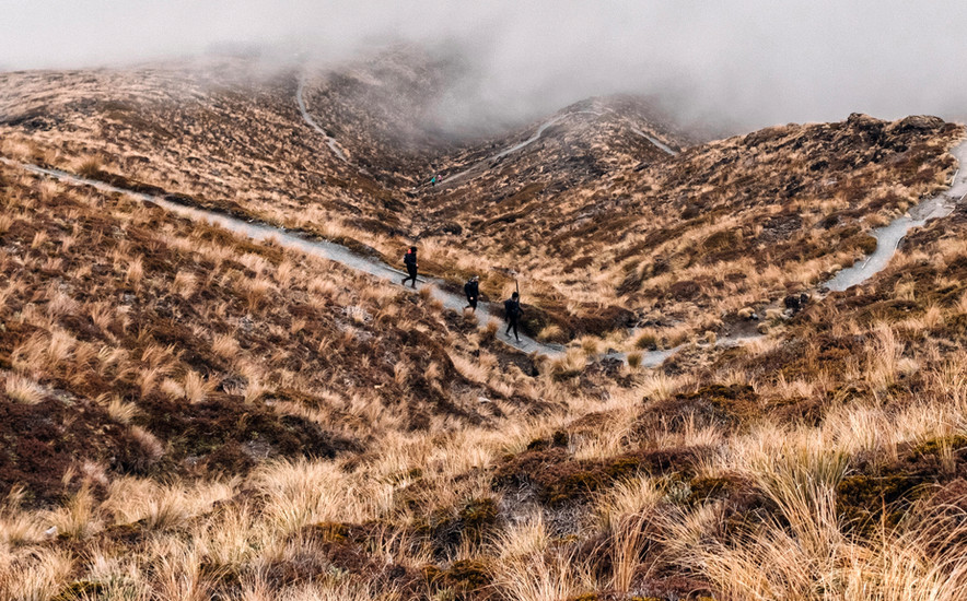 Temperate rainforest Tongariro National Park 