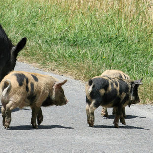 Unplugged: 5 Half-Day Backroad Adventures: five unmissable road trips in NZ's North Island