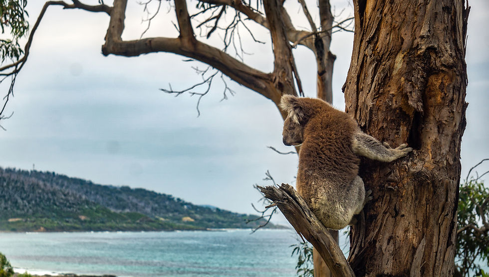 A wild koala in a eucalyptus tree above the Great Ocean Road at Kennett River