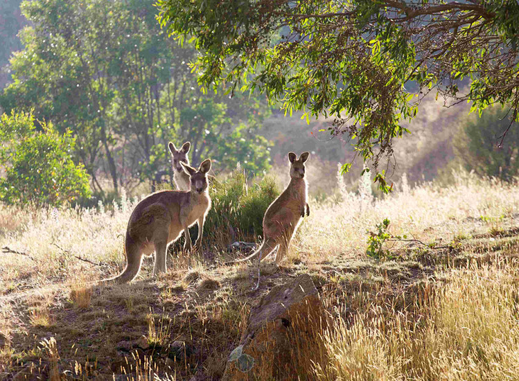 Wild kangaroos in the transition open woodland before the landscape becomes dense subtropical forest