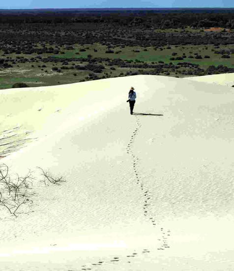 Solitary footprints up the white dunes near the Walls of China, Mungo National Park, guided tours