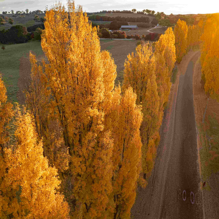 Autumn Aerial view of Golden Poplars in Meadow Flat, New South Wales, Australia.jpg