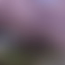 The Christchurch Insider Guide: 5 Savvy Swaps for an Authentic Experience