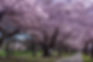 Christchurch Savvy Swaps: Smarter Ways to Explore the Garden City