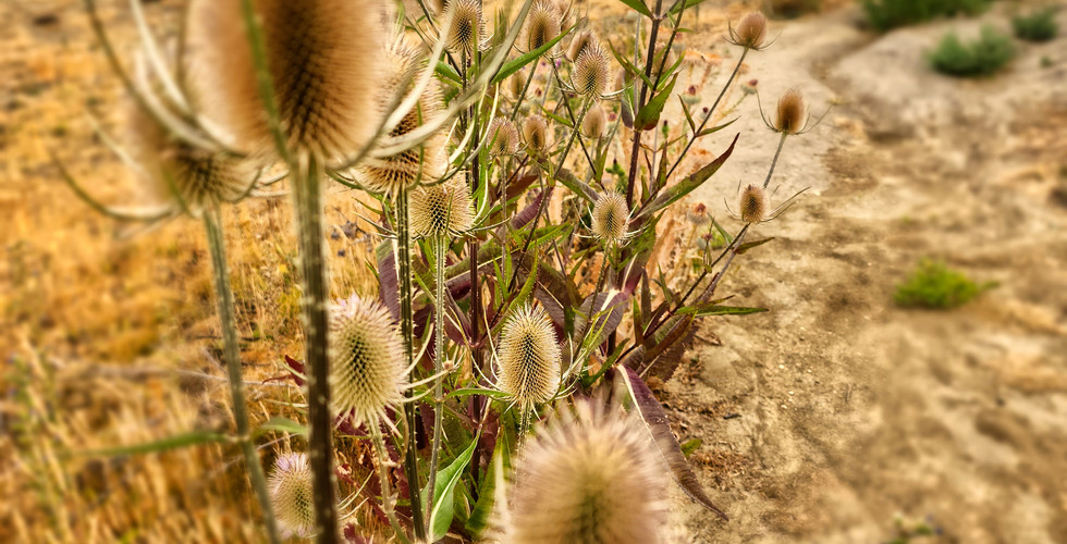 Bannockburn wild flowers in a blaze of late summer glory, a massive historic gold mining site showing the scars of gold mining