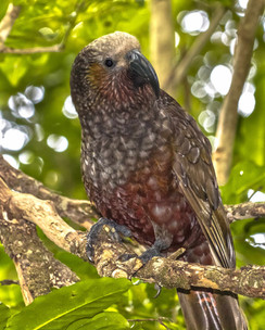 nz bird New Zealand native Kaka parrot (Nestor meridionalis) perched on branch in rain forest of Kap