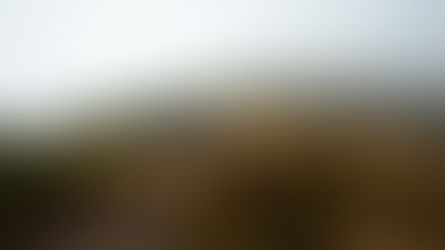 Hiker on a misty trail through tall grass