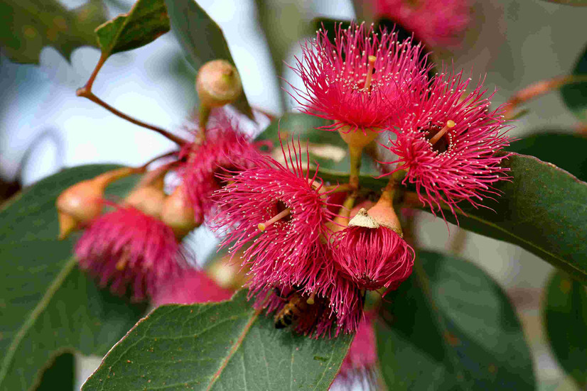 Native Australian flower found in pink red blossoms of the Australian native Mugga or Red Ironbark E