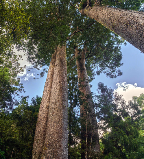 309 iconic Kauri tree reserve, Coromandel Peninsula