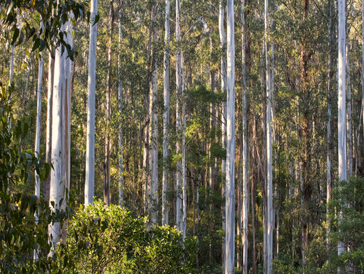 Unplugged, 5 Best Off-The-Beaten-Track Half Day Drives in Victoria, Australia