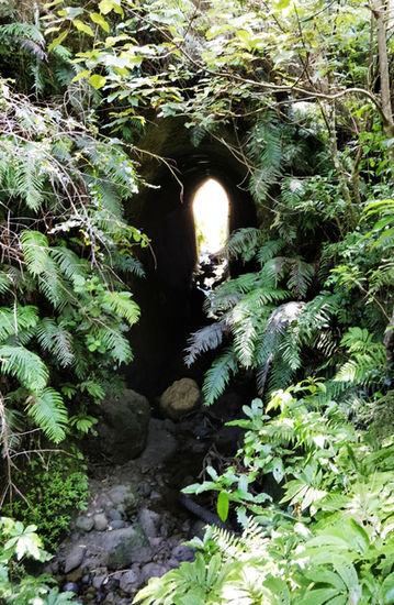 Dark cave opening surrounded by green ferns, with light at the end
