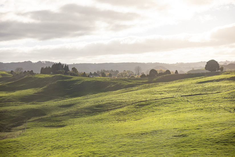 Rolling Waikato landscape
