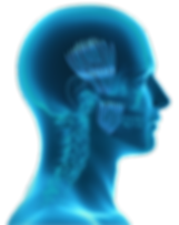BruxRelief Anatomy Head (web).png