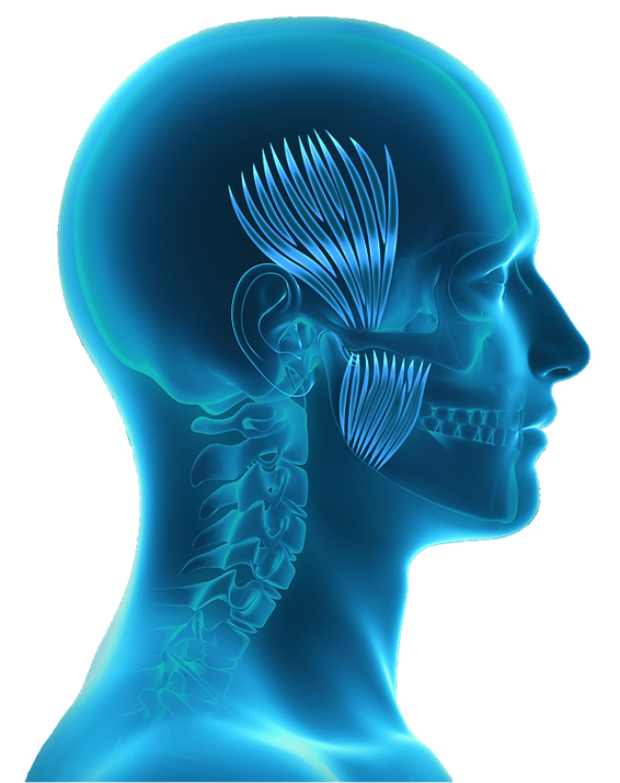 BruxRelief Anatomy Head (web).png