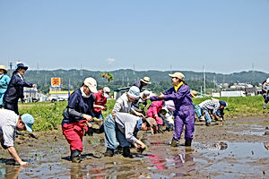 あんしん田植え.jpg