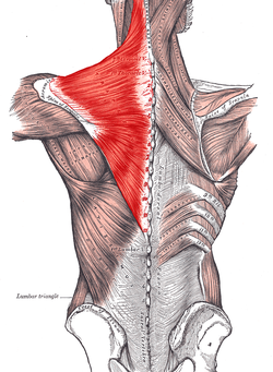 Basic Forearm and Trap Training