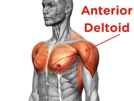The Basics of Anterior/Front Deltoid Training