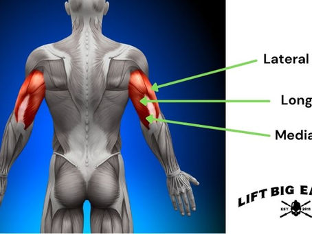 The Basics of Tricep Hypertrophy Training