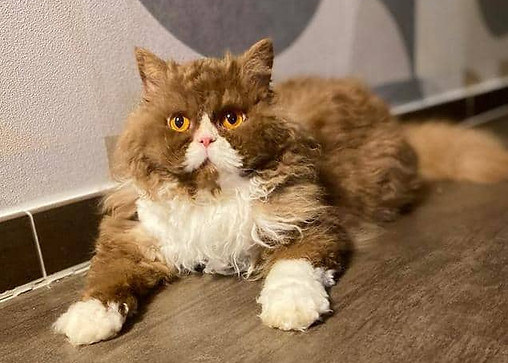 Catalea couchée.jpg