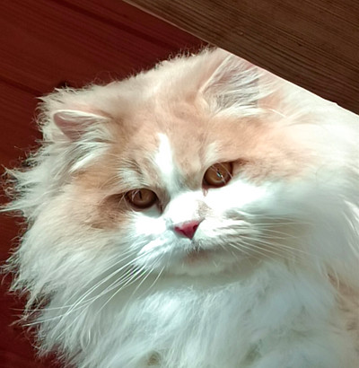 Sanji dehors 2.jpg