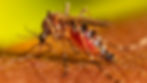 ree