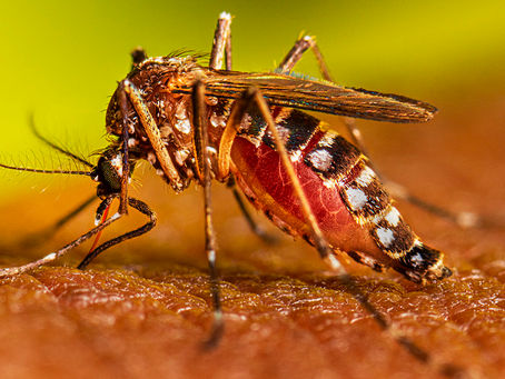 DENGUE