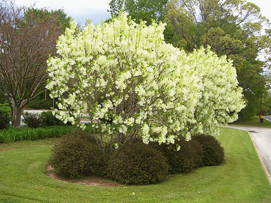 Spicebush