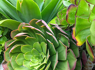 PXL_20210910_011723381_edited_edited.jpg