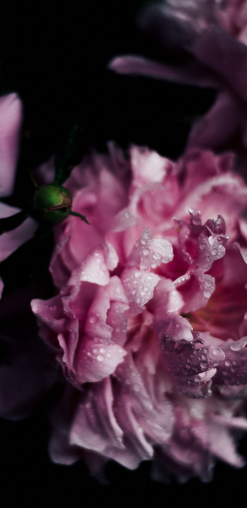 ピンクの花