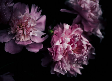 rosa Blüten