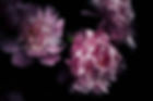 Pink Blossom