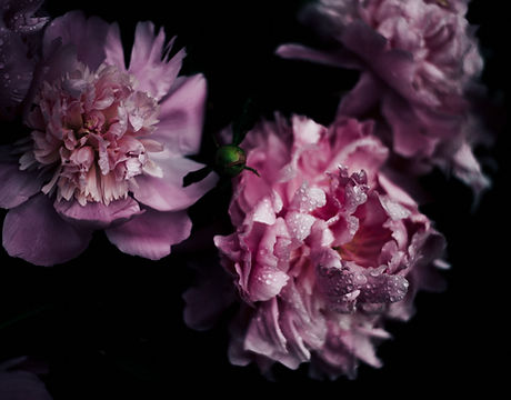Pink Blossom