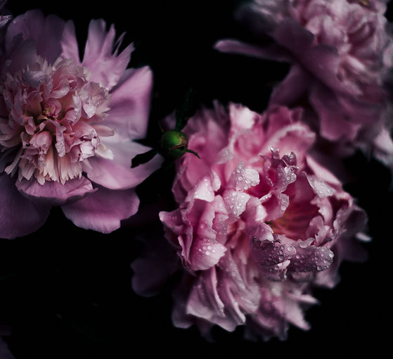 Pink Blossom