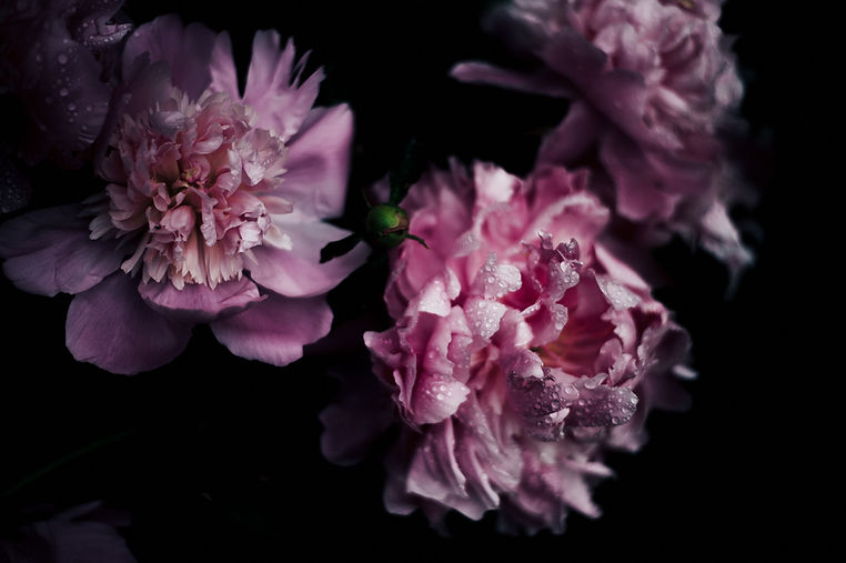 ピンクの花