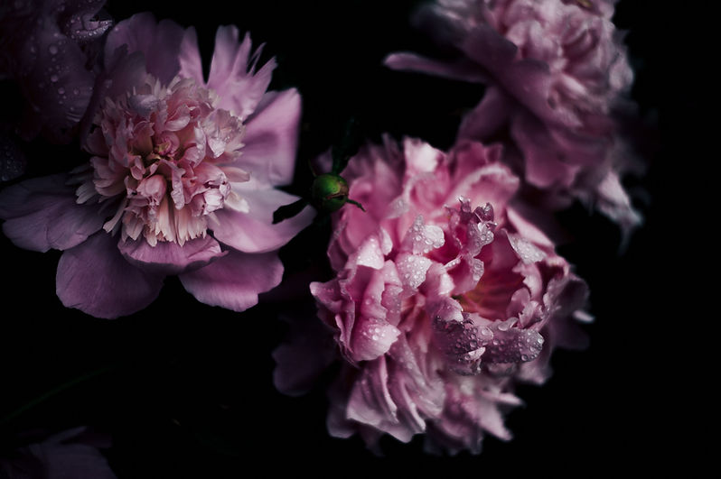 Pivoines roses en gros plan