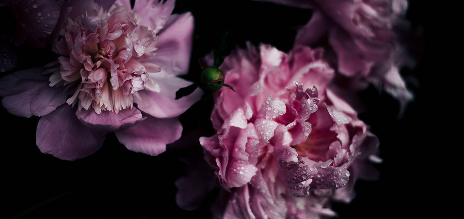 Pink Blossom