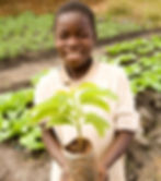 MAL Lilongwe MBH tree seedlings seigal (6) Resizedjpg.jpg