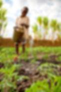 MAL Lilongwe MBH tree seedlings seigal (5).jpg