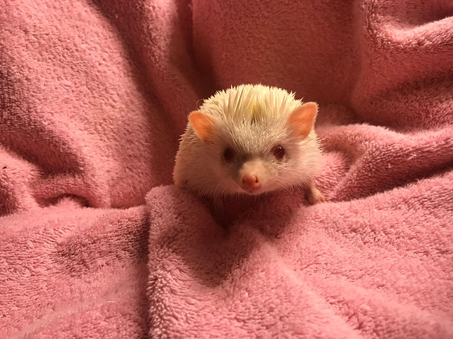 Hedgehogs for sale in Minnesota, Minnesota Hedgehog breeders, Hedgehogs for sale Wisconsin