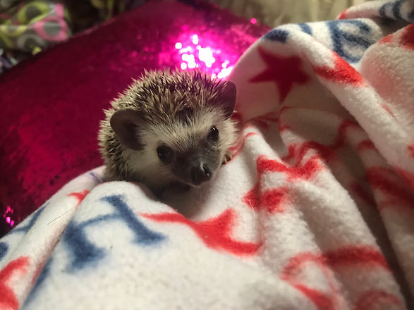 Hedgehogs for sale Minnesota