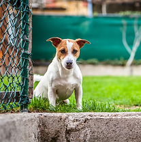 Dog Agility in Nerja