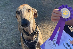 Dog training classes in Nerja