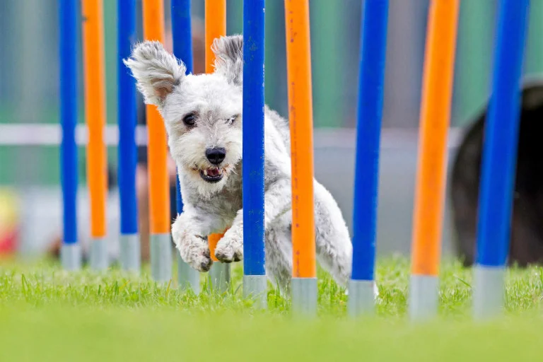 agility_3.jpg.webp