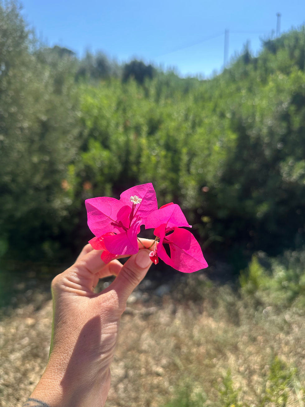 Bougainvilliers de sardaigne