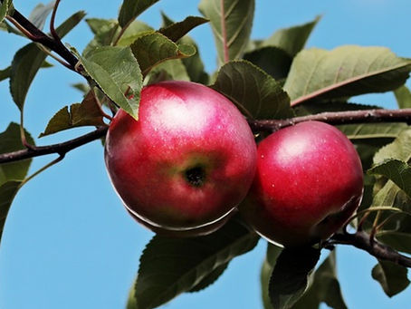Exploring the Timeless Appeal of Jonathan Apples: A Taste of Tradition